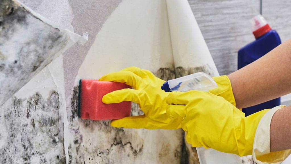 Mold Removal Services in Raleigh, NC