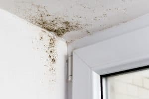 Mold Remediation in Raleigh, NC